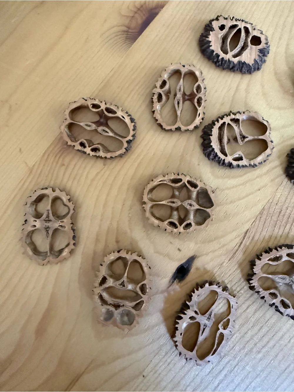 (11) Natural Decorative Walnut Shell Slices - Light Brown with Dark Edges